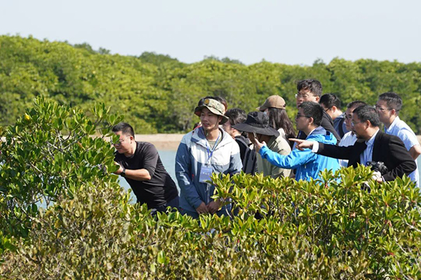 儋州新盈紅樹林國家濕地公園